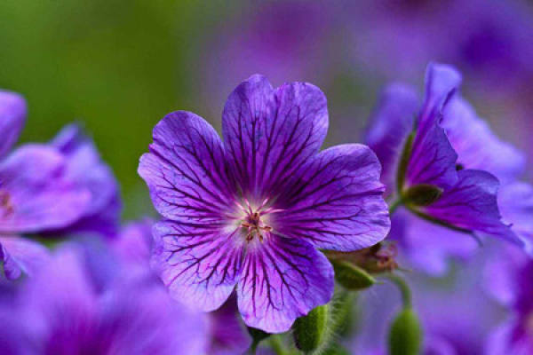 Violet