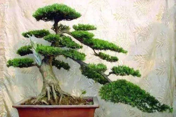 Podocarpus macrophylla
