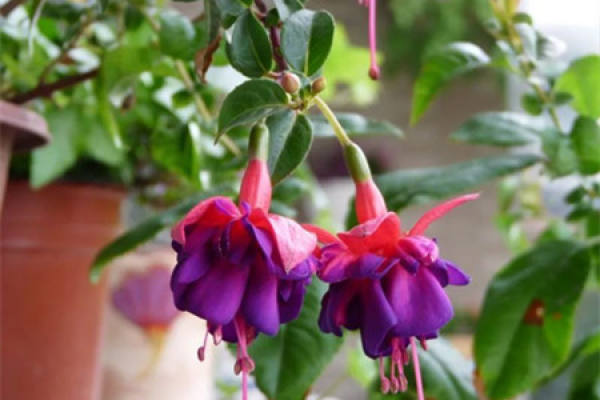 Fuchsia obliqua