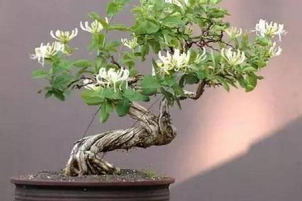 Lonicera japonica