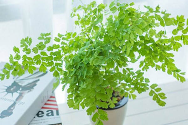 Maidenhair fern