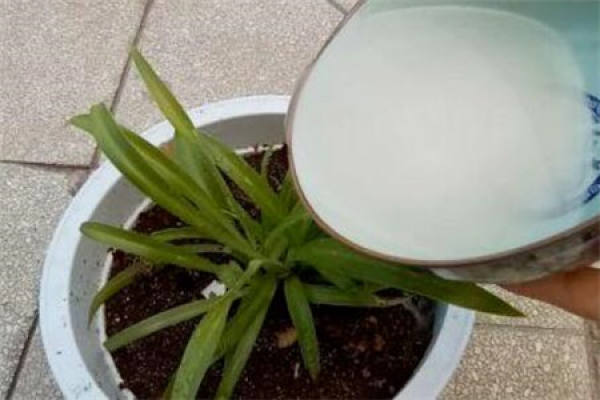 Washing rice and raising flowers with water