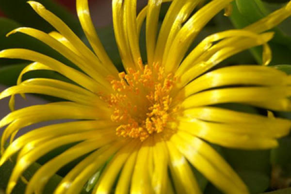 Bergamot palm flower