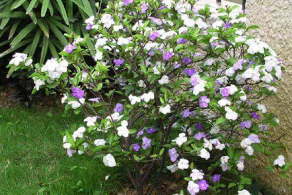 Jasmine