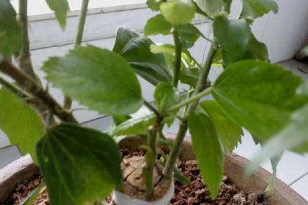 mulberry flower