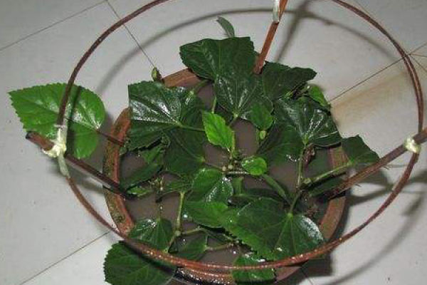 Chinese hibiscus flower