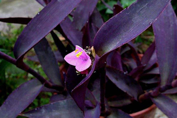 Purple Bamboo Plum