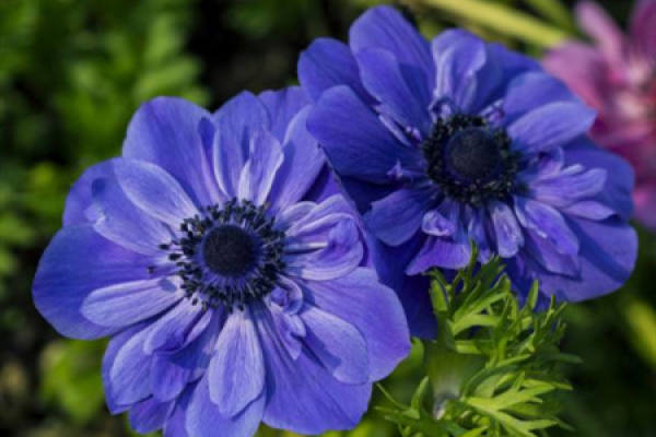 Anemone