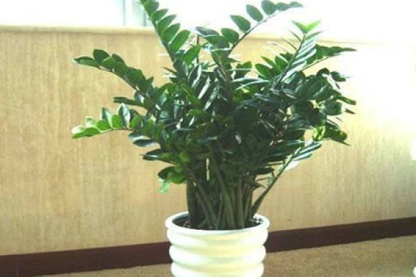 emerald tree