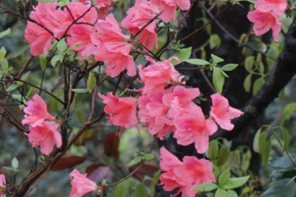 Rhododendron