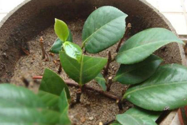 Camellia