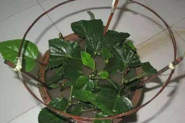 Camellia