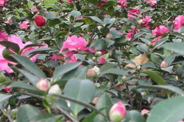 Tea Plum