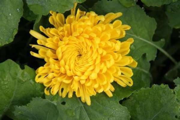 chrysanthemum