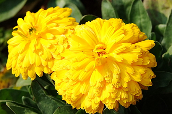chrysanthemum
