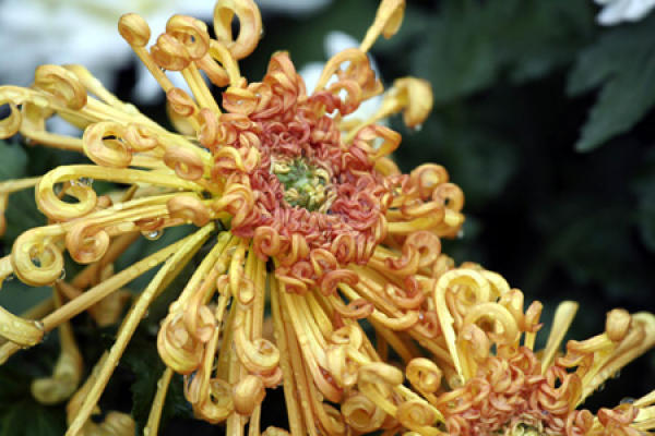 Chrysanthemum