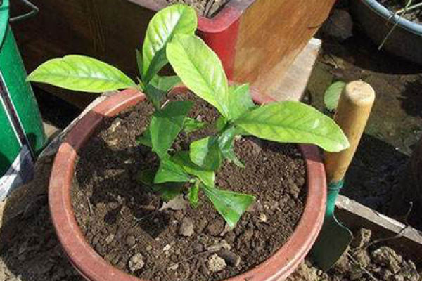 Potted flower