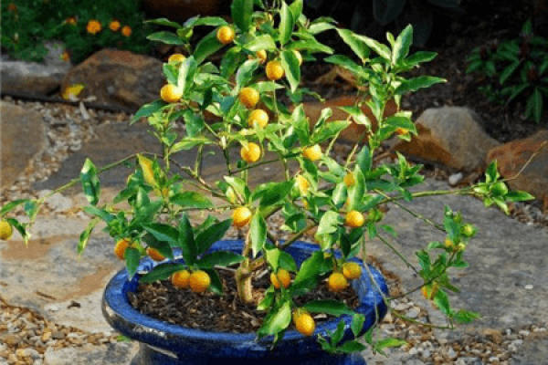 Potted cumquat
