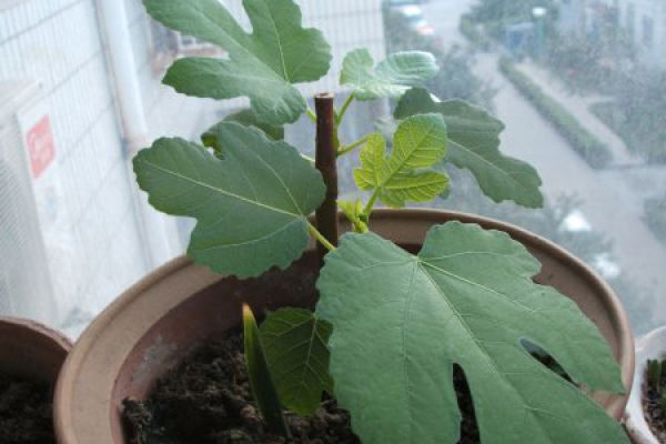 Chrysanthemum