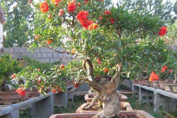 potted pomegranate