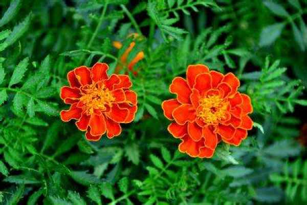 Tagetes patula L.