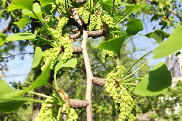 ginkgo