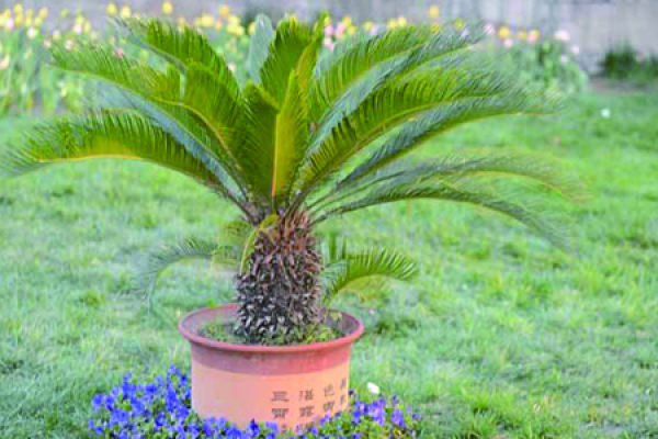 Cycas