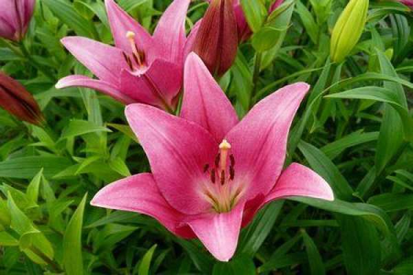 Lily