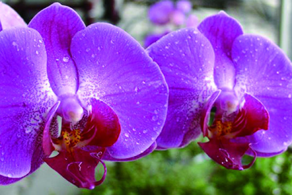 Phalaenopsis