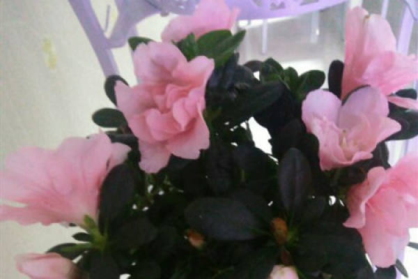 azalea