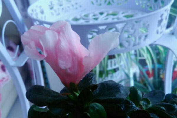 azalea