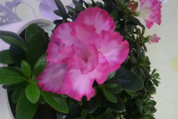 Rhododendron