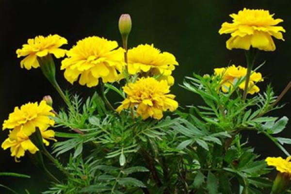 Long Life Chrysanthemum
