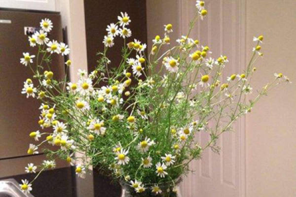Chamomile