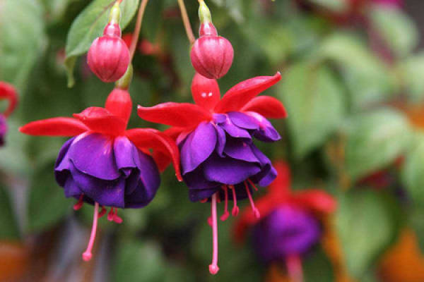Lantern Flower