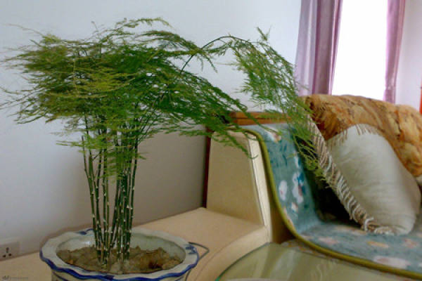 Asparagus