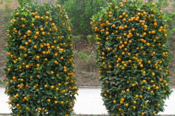Kumquat