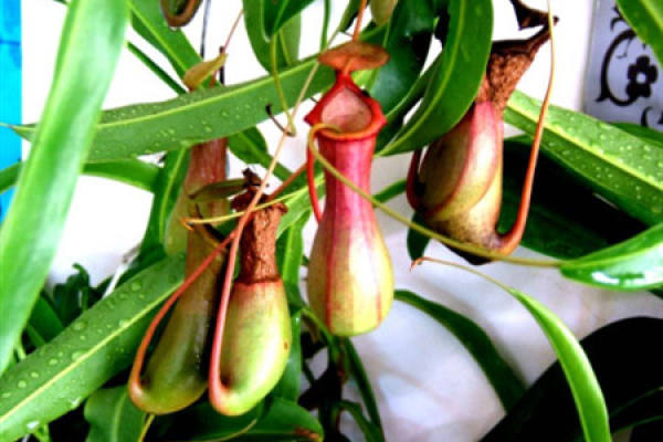 Nepenthes