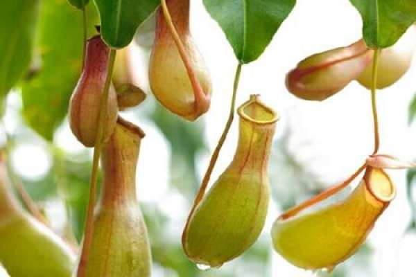 Nepenthes