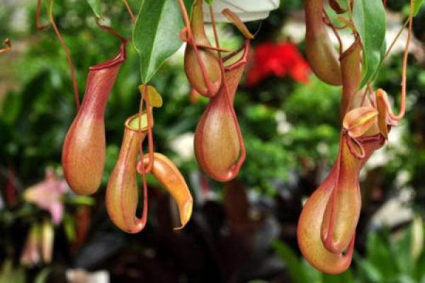 Nepenthes