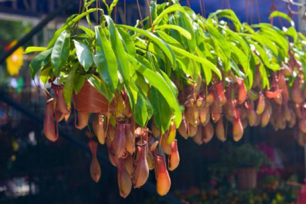 Nepenthes