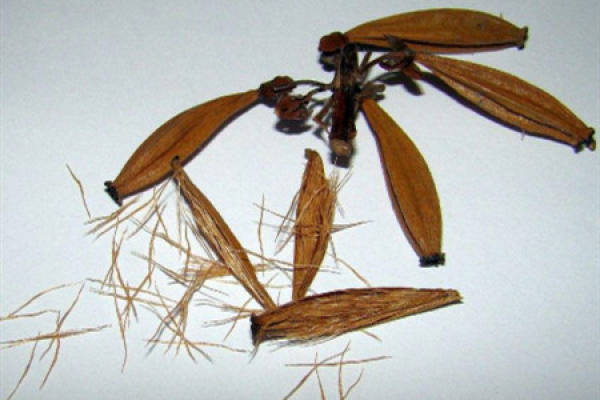 pitcher plant seed