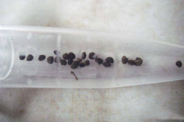 pitcher plant seed