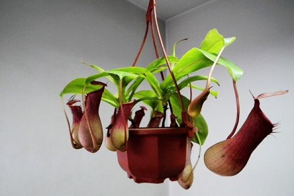 Nepenthes