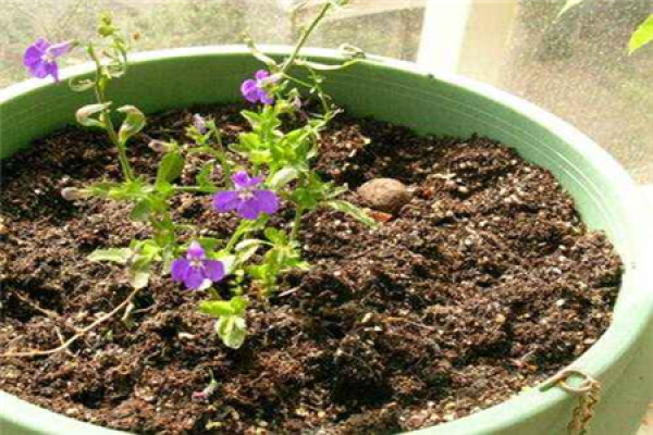 Flowers and plants