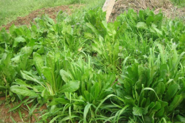 chicory