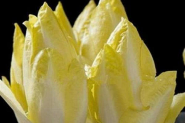 chicory