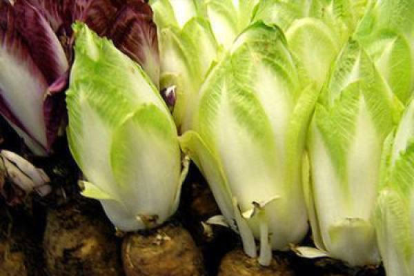 Cichorium intybus
