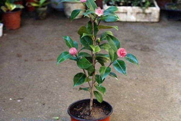 Camellia