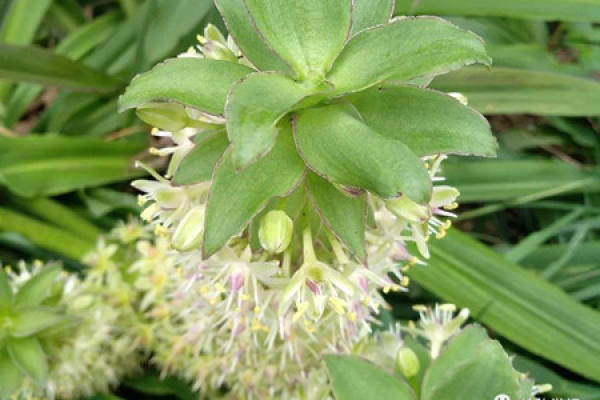 Pineapple Lily